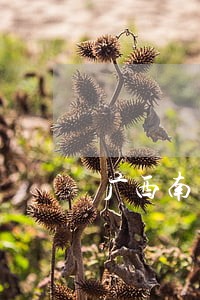 广西南宁劳动合同法 广西南宁劳动合同法