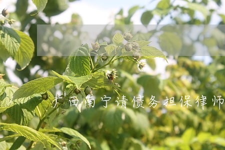 广西南宁请债务担保律师面谈 广西南宁请债务担保律师面谈