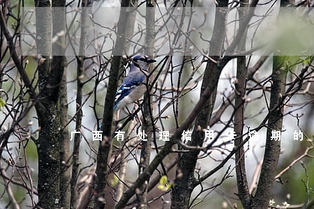 广西有处理信用卡逾期的律师吗 广西有处理信用卡逾期的律师吗