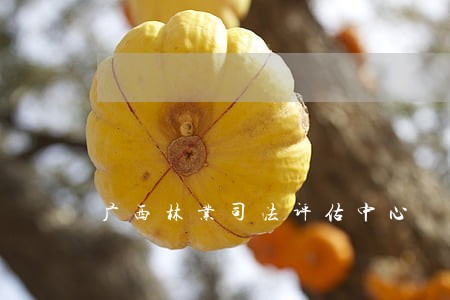 广西林业司法评估中心