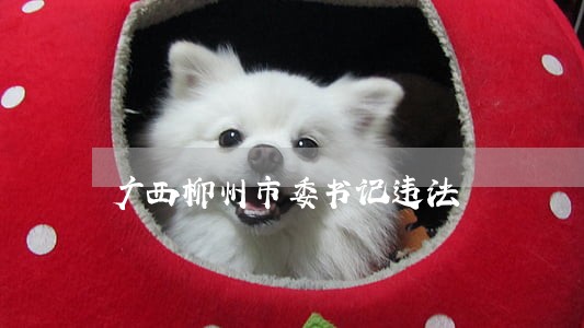 广西柳州市委书记违法 广西柳州市委书记违法