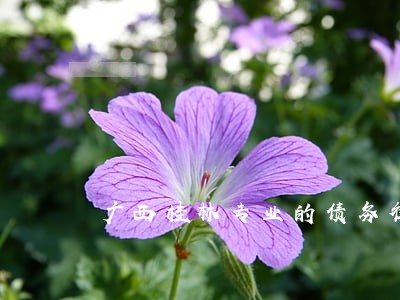 广西桂林专业的债务律师收费 广西桂林专业的债务律师收费