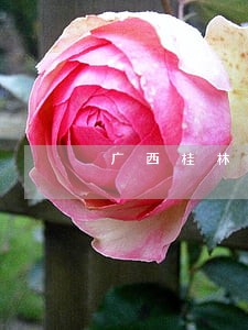 广西桂林办理债务合同律师推荐 广西桂林办理债务合同律师推荐