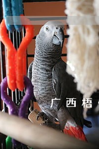 广西梧州市万秀区司法拍卖