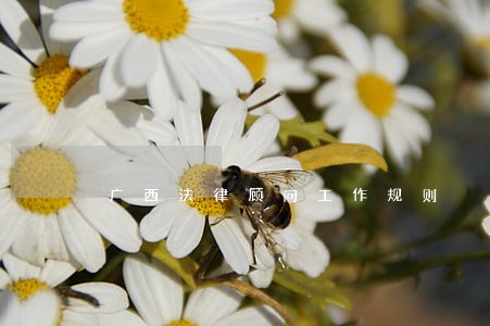 广西法律顾问工作规则 广西法律顾问工作规则