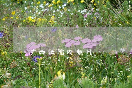 广西法院内部网 广西法院内部网