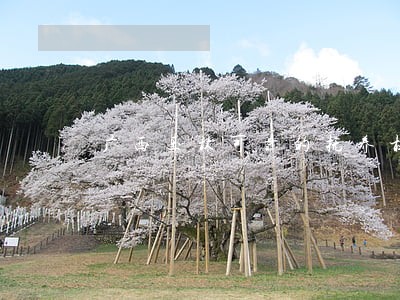 广西玉林可靠的抚养权律师 广西玉林可靠的抚养权律师