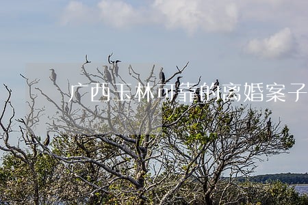 广西玉林可靠的离婚案子律师 广西玉林可靠的离婚案子律师