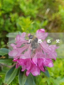 广西省北海社区法律顾问