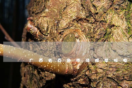 广西省百色市法院举报电话