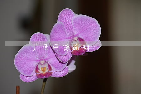 广西网贷逾期 广西网贷逾期