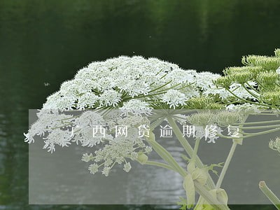 广西网贷逾期修复 广西网贷逾期修复