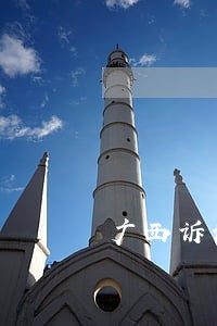 广西诉讼金猪下崽 广西诉讼金猪下崽