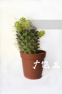 广饶正义之光律师事务所律师 广饶正义之光律师事务所律师