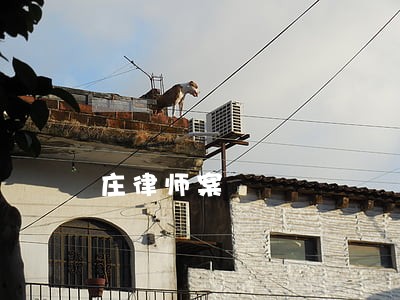 庄律师案 庄律师案