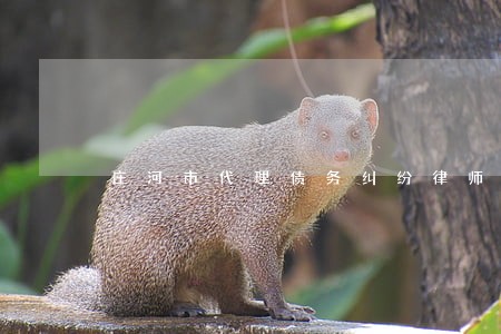 庄河市代理债务纠纷律师 庄河市代理债务纠纷律师