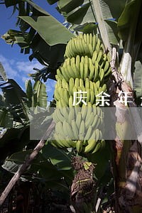 庆余年是否违法 庆余年是否违法