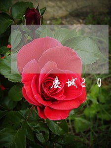庆城2019信用卡逾期名单