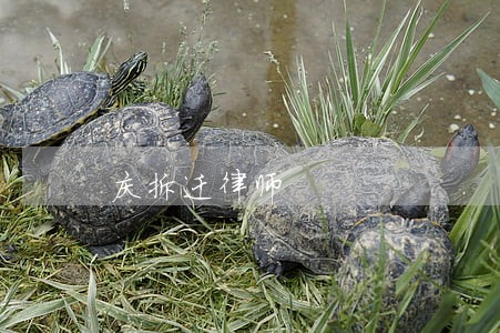 庆拆迁律师 庆拆迁律师