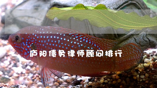 庐阳债务律师顾问排行 庐阳债务律师顾问排行