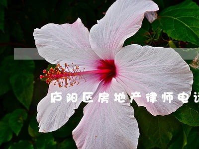 庐阳区房地产律师电话 庐阳区房地产律师电话