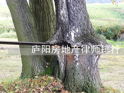 庐阳房地产律师排行 庐阳房地产律师排行
