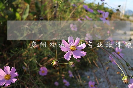 庐阳物流企业专业法律顾问方案 庐阳物流企业专业法律顾问方案