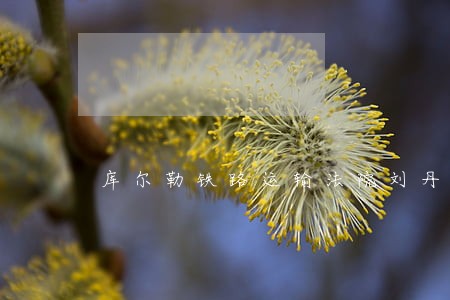 库尔勒铁路运输法院刘丹