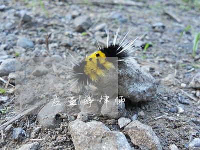 应亚婷律师 应亚婷律师