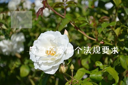 应急预案哪个法规要求