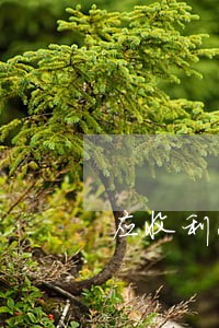 应收利息逾期90天