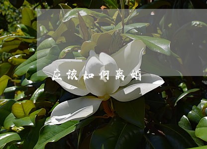 应该如何离婚