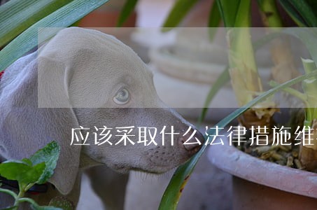 应该采取什么法律措施维护自己 应该采取什么法律措施维护自己