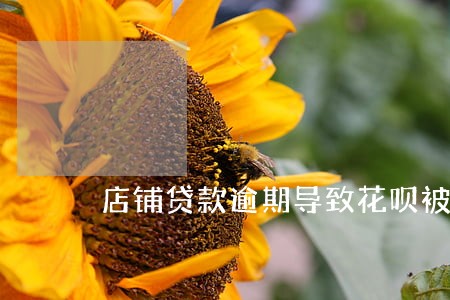 店铺贷款逾期导致花呗被关闭 店铺贷款逾期导致花呗被关闭