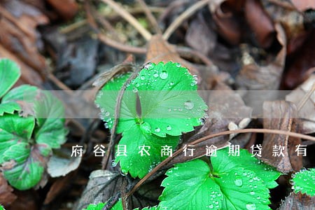 府谷县农商行逾期贷款有多少 府谷县农商行逾期贷款有多少