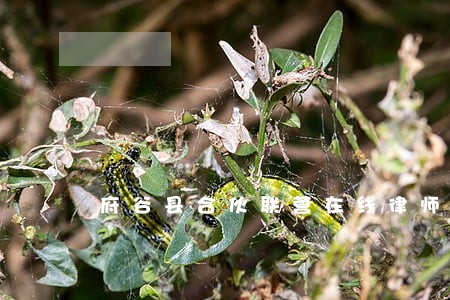 府谷县合伙联营在线律师