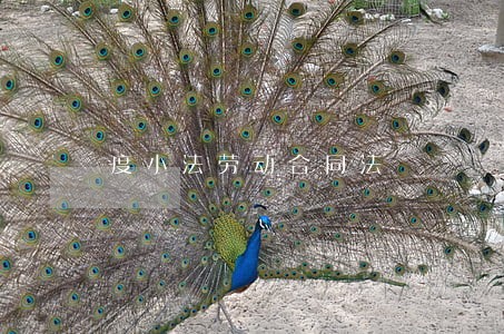度小法劳动合同法 度小法劳动合同法