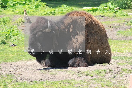 度小满理财逾期多久上征信 度小满理财逾期多久上征信