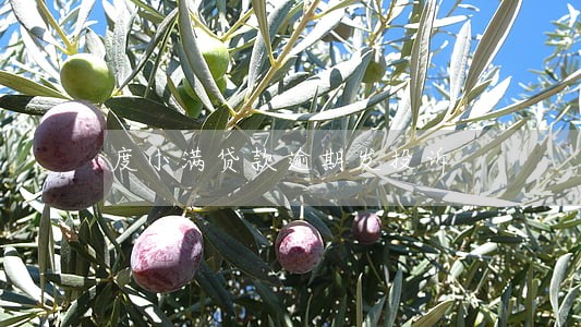 度小满贷款逾期发投诉 度小满贷款逾期发投诉
