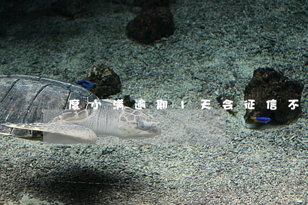 度小满逾期1天会征信不良吗 度小满逾期1天会征信不良吗