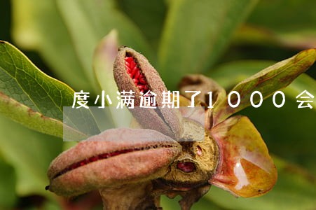 度小满逾期了1000会上门吗 度小满逾期了1000会上门吗