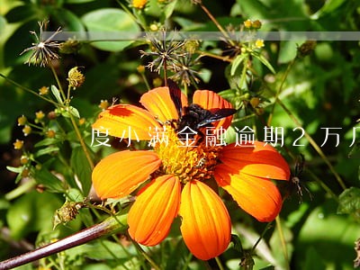 度小满金融逾期2万几 度小满金融逾期2万几