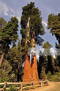 庭审前杀人保姆递给律师一张纸条