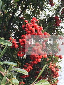 康平县婚姻家庭律师推荐 康平县婚姻家庭律师推荐