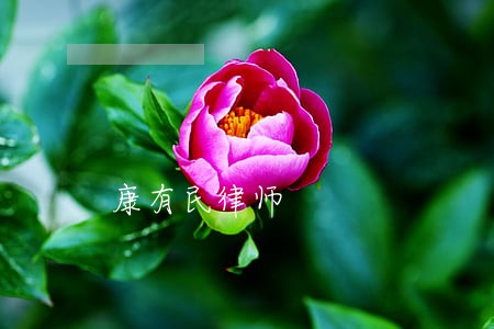 康有民律师
