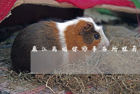 廉江离婚律师事务所推荐 廉江离婚律师事务所推荐