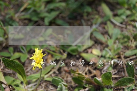 廊坊地区担保纠纷律师哪个好