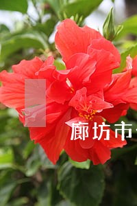 廊坊市公司法律顾问团队 廊坊市公司法律顾问团队