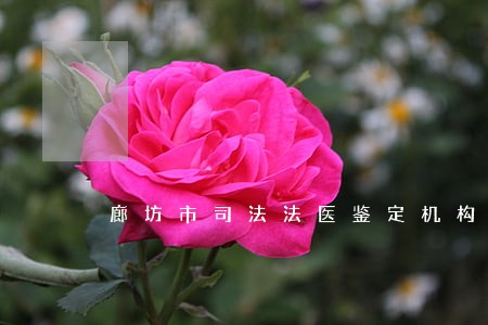 廊坊市司法法医鉴定机构电话 廊坊市司法法医鉴定机构电话