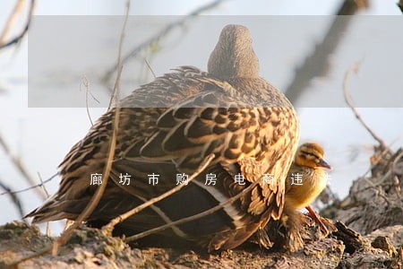 廊坊市购房电商违法 廊坊市购房电商违法